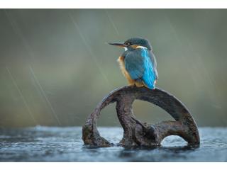 2026 Merits 2 - Rain